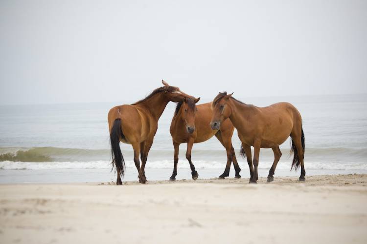 OBX wild worses